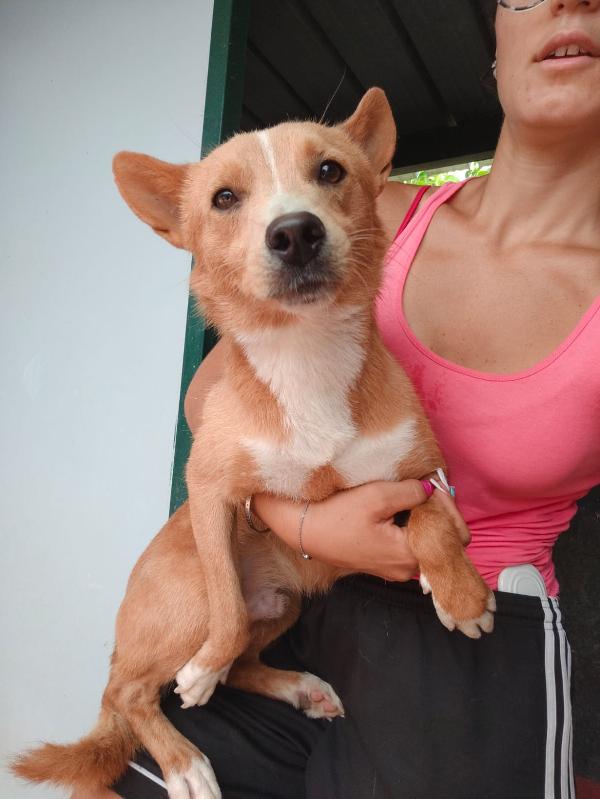 💔 MAMBO – NON LASCIARLO IN CANILE 💔 Foto 3